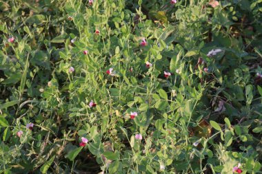 Field pea plant on farm for harvest are cash crops. can reduce fat and add fiber to your diet, are full of nutrients and low in fat and calories clipart