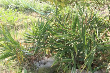 Tarladaki zencefil ağacı hasat için nakit mahsuldür.