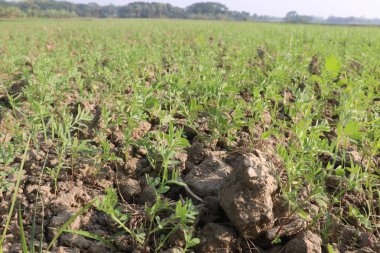 Hasat için yeşil renkli mercimek çiftliği nakit mahsulüdür.