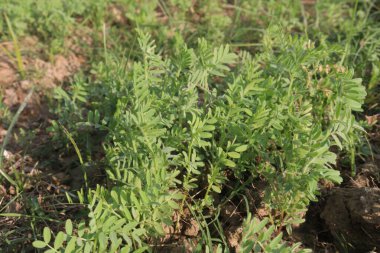 Hasat için yeşil renkli mercimek çiftliği nakit mahsulüdür.
