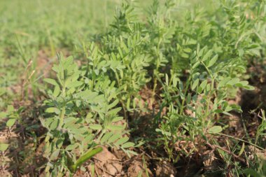 Hasat için yeşil renkli mercimek çiftliği nakit mahsulüdür.