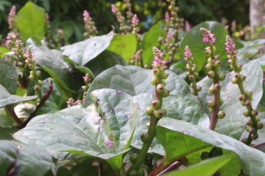 Malabar spinach flower on farm for harvesting are cash crops.have iron besides calcium, Vitamin A, magnesium, protein, ample amounts, phosphorus, potassium besides, B complex vitamins, Vitamin B6 clipart