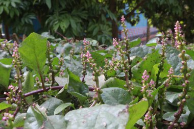 Malabar ıspanak çiçeği ekin hasadıdır. Kalsiyum, A vitamini, magnezyum, protein, bol miktarda fosfor, potasyum yanı sıra B kompleksi vitaminler, B6 vitamini de vardır.