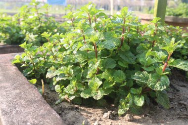 mint leaf spice plant on pot in nursery for sell are cash crops. treat digestive problems, cold, sinus infections, headaches, muscle aches, joint pain, itching, other conditions, clipart