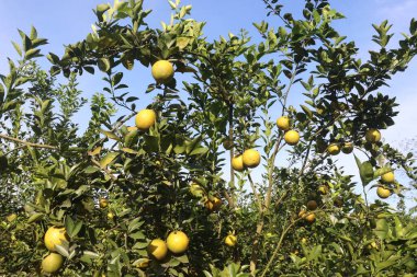 Çiftlikteki ağaçtaki turunçgiller nakit mahsuldür. Beslenme, beslenme şekeri, diyet lifleri, potasyum, folat, kalsiyum, tiamin, niasin, B6 vitamini, fosfor, magnezyum, bakır içeren bol miktarda vitamin vardır.