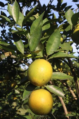 Citrus fruits on tree in farm for sell are cash crops.have nutrition, ample vitamin C.including sugars,dietary fiber,potassium, folate,calcium,thiamin,niacin,vitamin B6, phosphorus, magnesium, copper clipart