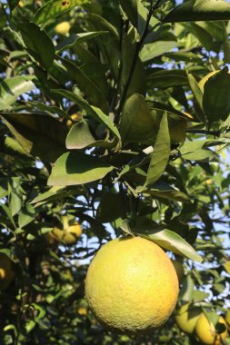 Çiftlikteki ağaçtaki turunçgiller nakit mahsuldür. Beslenme, beslenme şekeri, diyet lifleri, potasyum, folat, kalsiyum, tiamin, niasin, B6 vitamini, fosfor, magnezyum, bakır içeren bol miktarda vitamin vardır.