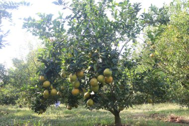 Çiftlikteki ağaçtaki turunçgiller nakit mahsuldür. Beslenme, beslenme şekeri, diyet lifleri, potasyum, folat, kalsiyum, tiamin, niasin, B6 vitamini, fosfor, magnezyum, bakır içeren bol miktarda vitamin vardır.