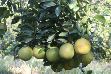 Citrus fruits on tree in farm for sell are cash crops.have nutrition, ample vitamin C.including sugars,dietary fiber,potassium, folate,calcium,thiamin,niacin,vitamin B6, phosphorus, magnesium, copper clipart