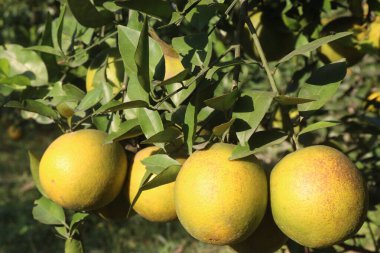 Çiftlikteki ağaçtaki turunçgiller nakit mahsuldür. Beslenme, beslenme şekeri, diyet lifleri, potasyum, folat, kalsiyum, tiamin, niasin, B6 vitamini, fosfor, magnezyum, bakır içeren bol miktarda vitamin vardır.