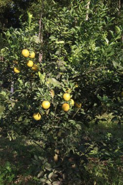 Citrus fruits on tree in farm for sell are cash crops.have nutrition, ample vitamin C.including sugars,dietary fiber,potassium, folate,calcium,thiamin,niacin,vitamin B6, phosphorus, magnesium, copper clipart