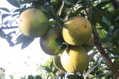 Çiftlikteki ağaçtaki turunçgiller nakit mahsuldür. Beslenme, beslenme şekeri, diyet lifleri, potasyum, folat, kalsiyum, tiamin, niasin, B6 vitamini, fosfor, magnezyum, bakır içeren bol miktarda vitamin vardır.