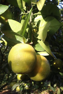 Çiftlikteki ağaçtaki turunçgiller nakit mahsuldür. Beslenme, beslenme şekeri, diyet lifleri, potasyum, folat, kalsiyum, tiamin, niasin, B6 vitamini, fosfor, magnezyum, bakır içeren bol miktarda vitamin vardır.