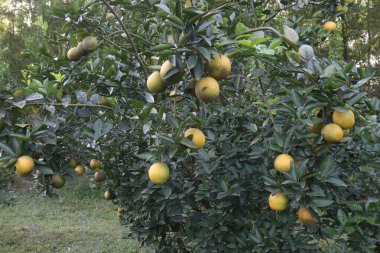 Citrus fruits on tree in farm for sell are cash crops.have nutrition, ample vitamin C.including sugars,dietary fiber,potassium, folate,calcium,thiamin,niacin,vitamin B6, phosphorus, magnesium, copper clipart