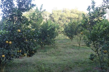 Çiftlikteki ağaçtaki turunçgiller nakit mahsuldür. Beslenme, beslenme şekeri, diyet lifleri, potasyum, folat, kalsiyum, tiamin, niasin, B6 vitamini, fosfor, magnezyum, bakır içeren bol miktarda vitamin vardır.
