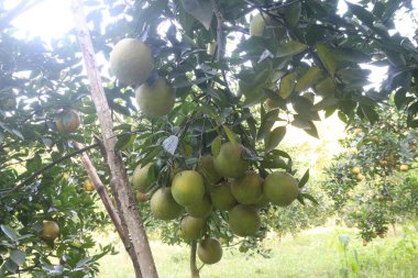 Çiftlikteki ağaçtaki turunçgiller nakit mahsuldür. Beslenme, beslenme şekeri, diyet lifleri, potasyum, folat, kalsiyum, tiamin, niasin, B6 vitamini, fosfor, magnezyum, bakır içeren bol miktarda vitamin vardır.