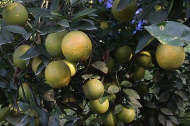 Çiftlikteki ağaçtaki turunçgiller nakit mahsuldür. Beslenme, beslenme şekeri, diyet lifleri, potasyum, folat, kalsiyum, tiamin, niasin, B6 vitamini, fosfor, magnezyum, bakır içeren bol miktarda vitamin vardır.