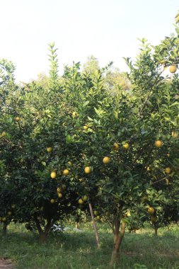 Çiftlikteki ağaçtaki turunçgiller nakit mahsuldür. Beslenme, beslenme şekeri, diyet lifleri, potasyum, folat, kalsiyum, tiamin, niasin, B6 vitamini, fosfor, magnezyum, bakır içeren bol miktarda vitamin vardır.