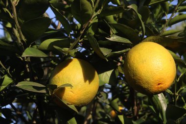 Çiftlikteki ağaçtaki turunçgiller nakit mahsuldür. Beslenme, beslenme şekeri, diyet lifleri, potasyum, folat, kalsiyum, tiamin, niasin, B6 vitamini, fosfor, magnezyum, bakır içeren bol miktarda vitamin vardır.