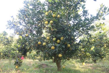 Çiftlikteki ağaçtaki turunçgiller nakit mahsuldür. Beslenme, beslenme şekeri, diyet lifleri, potasyum, folat, kalsiyum, tiamin, niasin, B6 vitamini, fosfor, magnezyum, bakır içeren bol miktarda vitamin vardır.