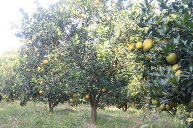 Citrus fruits on tree in farm for sell are cash crops.have nutrition, ample vitamin C.including sugars,dietary fiber,potassium, folate,calcium,thiamin,niacin,vitamin B6, phosphorus, magnesium, copper clipart