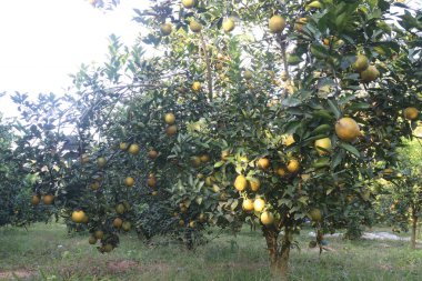 Çiftlikteki ağaçtaki turunçgiller nakit mahsuldür. Beslenme, beslenme şekeri, diyet lifleri, potasyum, folat, kalsiyum, tiamin, niasin, B6 vitamini, fosfor, magnezyum, bakır içeren bol miktarda vitamin vardır.