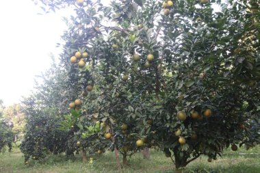 Çiftlikteki ağaçtaki turunçgiller nakit mahsuldür. Beslenme, beslenme şekeri, diyet lifleri, potasyum, folat, kalsiyum, tiamin, niasin, B6 vitamini, fosfor, magnezyum, bakır içeren bol miktarda vitamin vardır.