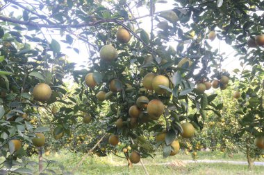 Çiftlikteki ağaçtaki turunçgiller nakit mahsuldür. Beslenme, beslenme şekeri, diyet lifleri, potasyum, folat, kalsiyum, tiamin, niasin, B6 vitamini, fosfor, magnezyum, bakır içeren bol miktarda vitamin vardır.