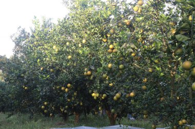 Çiftlikteki ağaçtaki turunçgiller nakit mahsuldür. Beslenme, beslenme şekeri, diyet lifleri, potasyum, folat, kalsiyum, tiamin, niasin, B6 vitamini, fosfor, magnezyum, bakır içeren bol miktarda vitamin vardır.