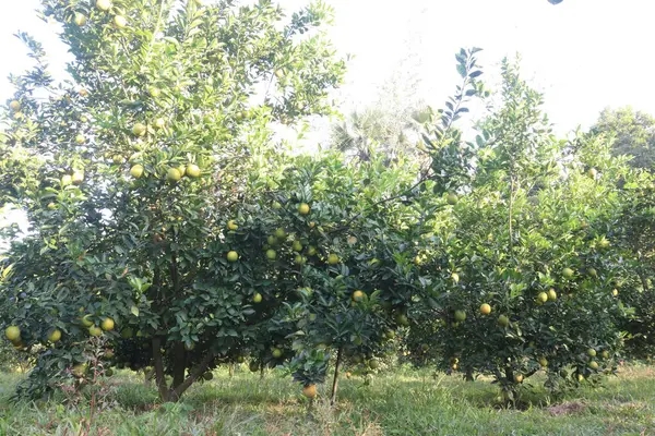 Çiftlikteki ağaçtaki turunçgiller nakit mahsuldür. Beslenme, beslenme şekeri, diyet lifleri, potasyum, folat, kalsiyum, tiamin, niasin, B6 vitamini, fosfor, magnezyum, bakır içeren bol miktarda vitamin vardır.