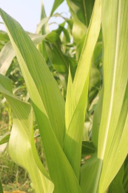 maize also called corn on farm for harvest. uplift eye health, have vitamin A, calories, carbs, low on cholesterol, sodium, trans fats, instant energy, boosting metabolism, protecting heart functions clipart