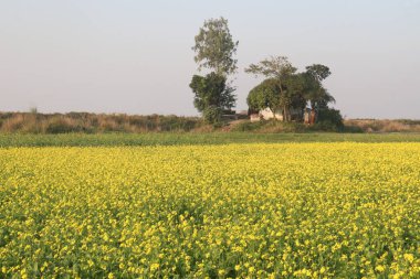 Hasat için tarladaki hardal tarlaları nakit ürünleri ve ekonomik büyümenin anahtarı.
