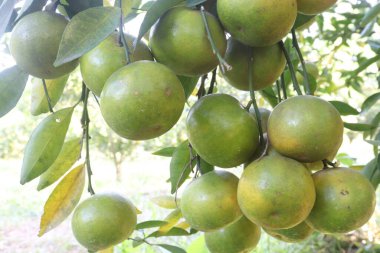 The Nanfengmiju fruit on tree in farm for harvest are cash crops is a rare non hybrid citrus. A small, sweet fruit, it is one of the most widely cultivated varieties of mandarin orange in China clipart