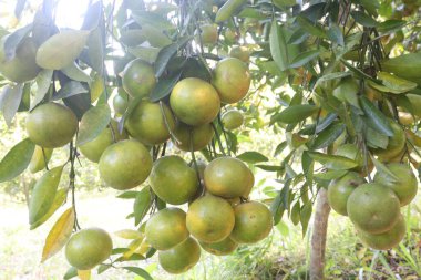 Çiftlikteki ağaçtaki Nanfengmiju meyveleri hasat için nakit mahsulleri nadir bulunan bir hibrid narenciyesidir. Küçük, tatlı bir meyve, Çin 'de en çok yetiştirilen mandalina portakallarından biridir.