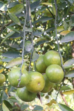 The Nanfengmiju fruit on tree in farm for harvest are cash crops is a rare non hybrid citrus. A small, sweet fruit, it is one of the most widely cultivated varieties of mandarin orange in China clipart