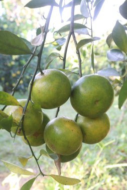 The Nanfengmiju fruit on tree in farm for harvest are cash crops is a rare non hybrid citrus. A small, sweet fruit, it is one of the most widely cultivated varieties of mandarin orange in China clipart