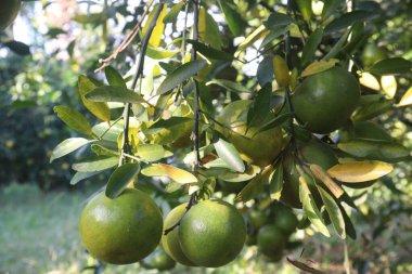 Çiftlikteki ağaçtaki Nanfengmiju meyveleri hasat için nakit mahsulleri nadir bulunan bir hibrid narenciyesidir. Küçük, tatlı bir meyve, Çin 'de en çok yetiştirilen mandalina portakallarından biridir.
