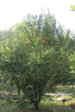 Çiftlikteki ağaçtaki Nanfengmiju meyveleri hasat için nakit mahsulleri nadir bulunan bir hibrid narenciyesidir. Küçük, tatlı bir meyve, Çin 'de en çok yetiştirilen mandalina portakallarından biridir.