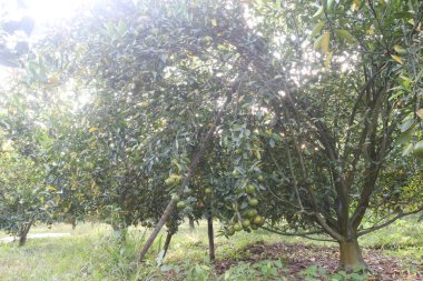 Çiftlikteki ağaçtaki Nanfengmiju meyveleri hasat için nakit mahsulleri nadir bulunan bir hibrid narenciyesidir. Küçük, tatlı bir meyve, Çin 'de en çok yetiştirilen mandalina portakallarından biridir.
