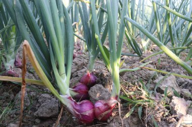 tasty and healthy onion plant on farm for harvest are cash crops clipart