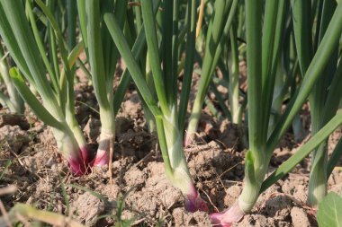 Hasat için tarlada lezzetli ve sağlıklı soğan bitkileri var.