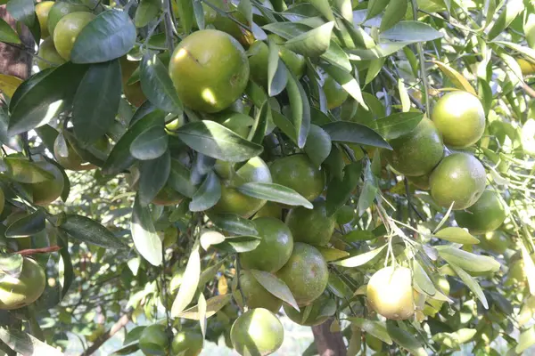 Çiftlikteki ağaçtaki Nanfengmiju meyveleri hasat için nakit mahsulleri nadir bulunan bir hibrid narenciyesidir. Küçük, tatlı bir meyve, Çin 'de en çok yetiştirilen mandalina portakallarından biridir.