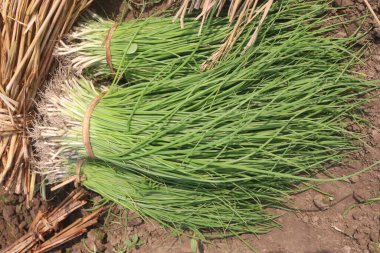 Çiftlikte hasat için soğan fidanları nakit mahsulleridir.