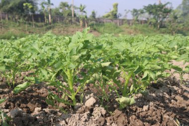 Potato plant on farm for harvest are cash crops. have fiber, antioxidants. treat heart disease by keeping your cholesterol, blood sugar levels