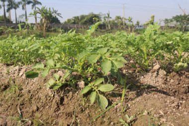 Potato plant on farm for harvest are cash crops. have fiber, antioxidants. treat heart disease by keeping your cholesterol, blood sugar levels
