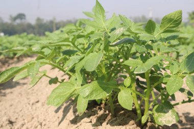 Potato plant on farm for harvest are cash crops. have fiber, antioxidants. treat heart disease by keeping your cholesterol, blood sugar levels