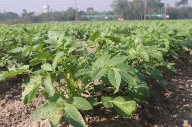 Potato plant on farm for harvest are cash crops. have fiber, antioxidants. treat heart disease by keeping your cholesterol, blood sugar levels