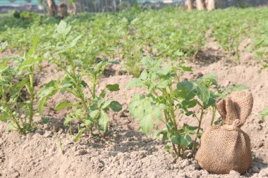 Potato plant on farm for harvest are cash crops. have fiber, antioxidants. treat heart disease by keeping your cholesterol, blood sugar levels