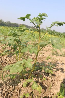 Potato plant on farm for harvest are cash crops. have fiber, antioxidants. treat heart disease by keeping your cholesterol, blood sugar levels