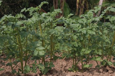 Potato plant on farm for harvest are cash crops. have fiber, antioxidants. treat heart disease by keeping your cholesterol, blood sugar levels